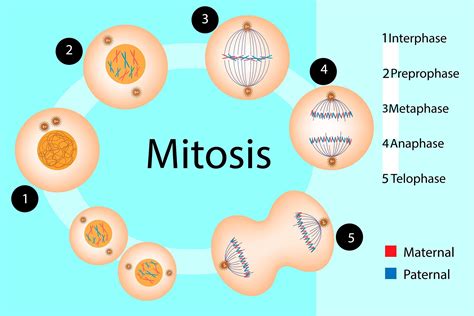 meiosis y mitosis